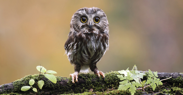 Owl sitting on a branch.