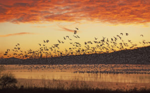 A flock of bird over the water during sunset.