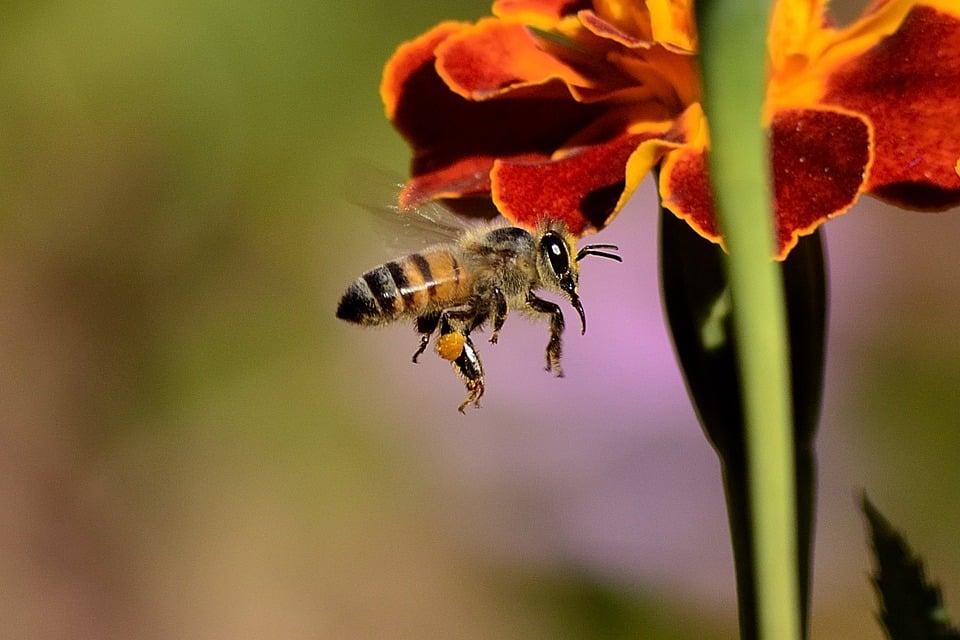 Bees vs wasps: Which insect is really worthy of all the buzz?