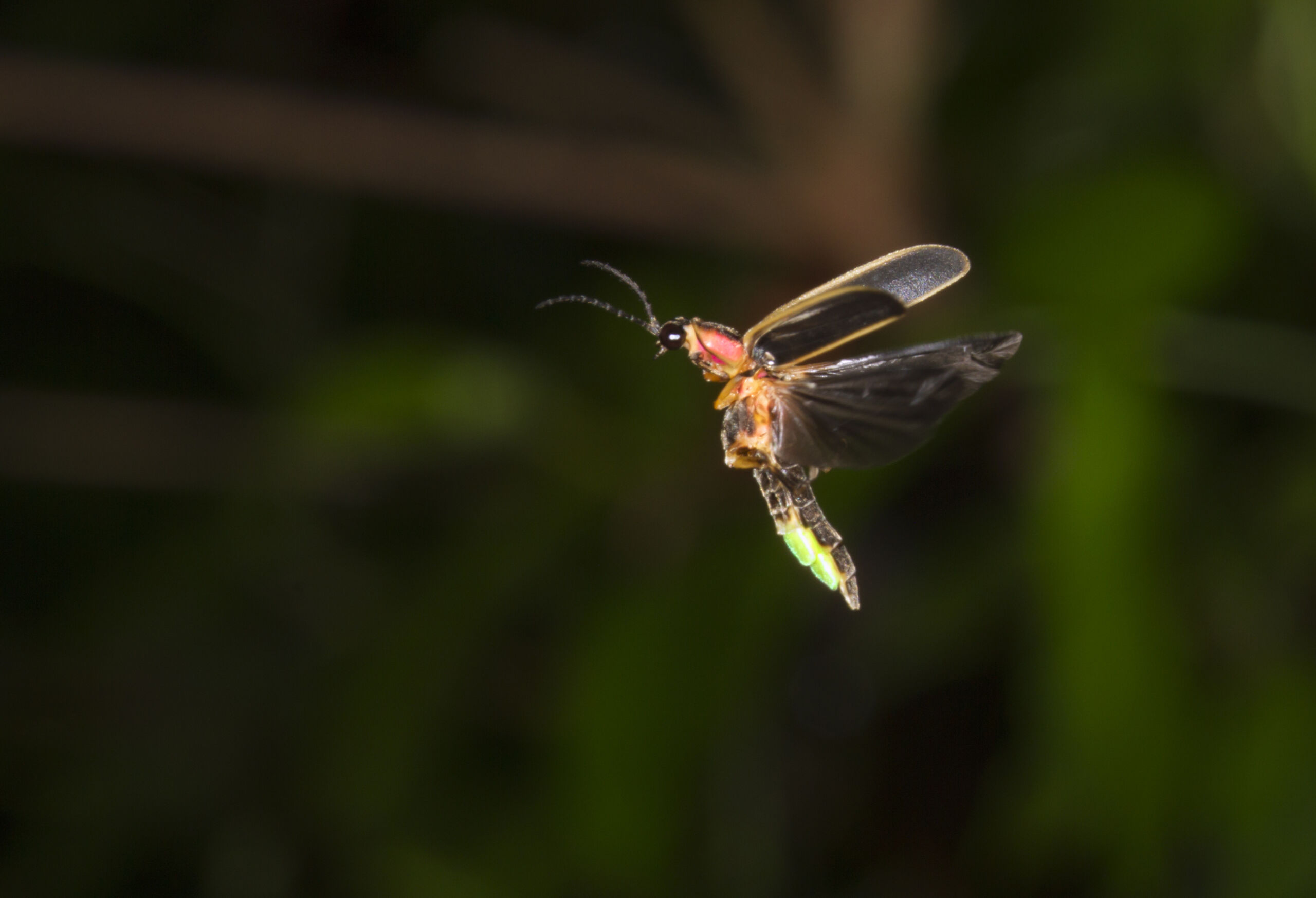firefly insect flying