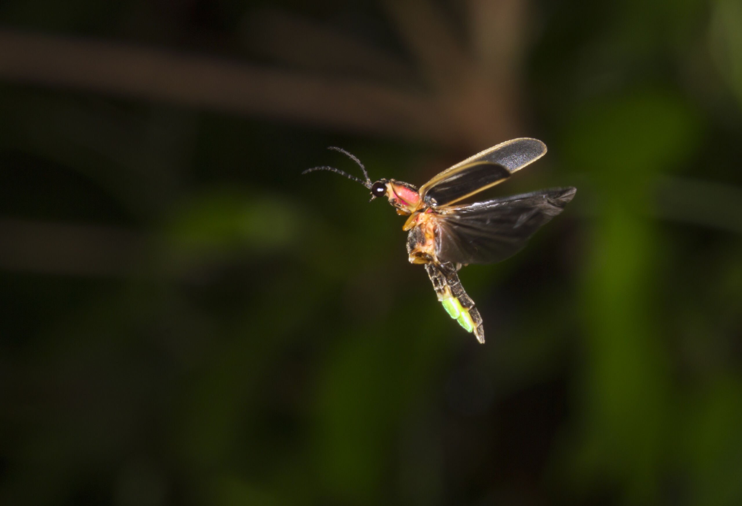 What Makes Fireflies Beautifully Light Up?