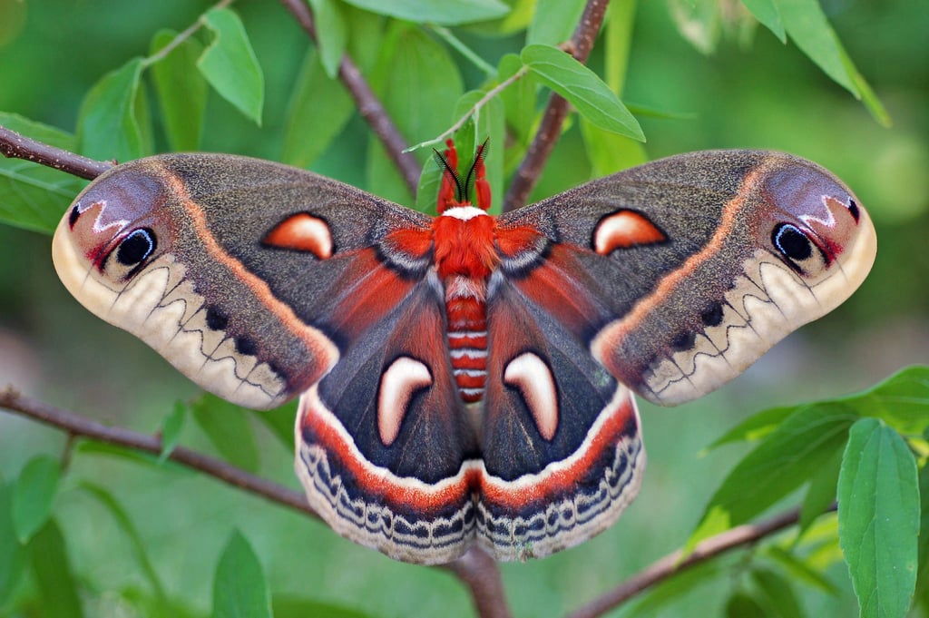 Butterfly & Moth Stickers | Paper Source