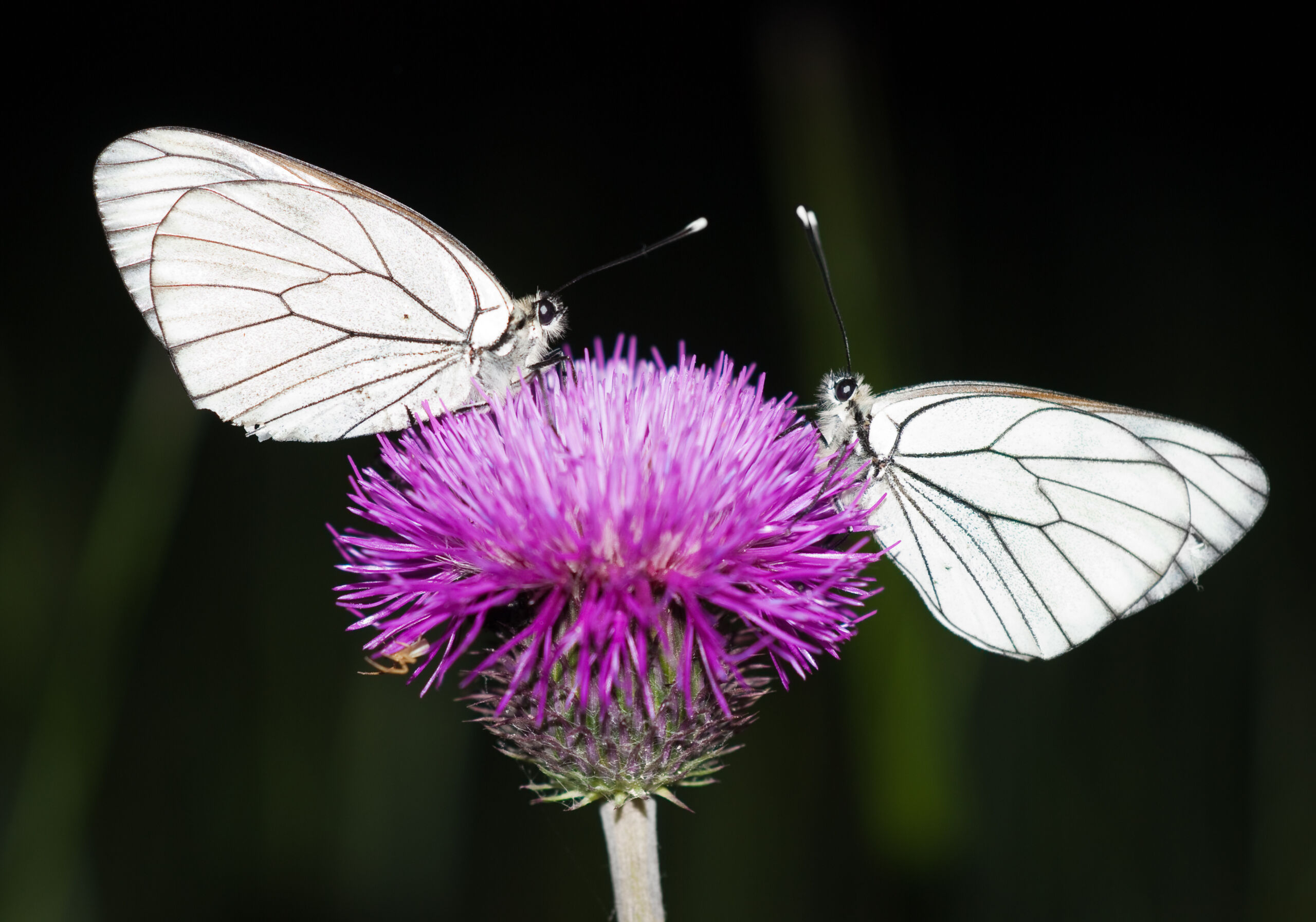 Working the Night Shift: Pollination After Dark