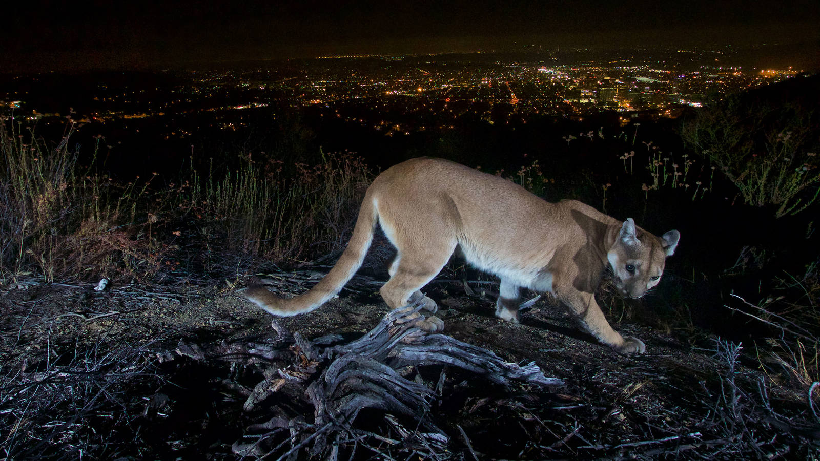 light pollution images