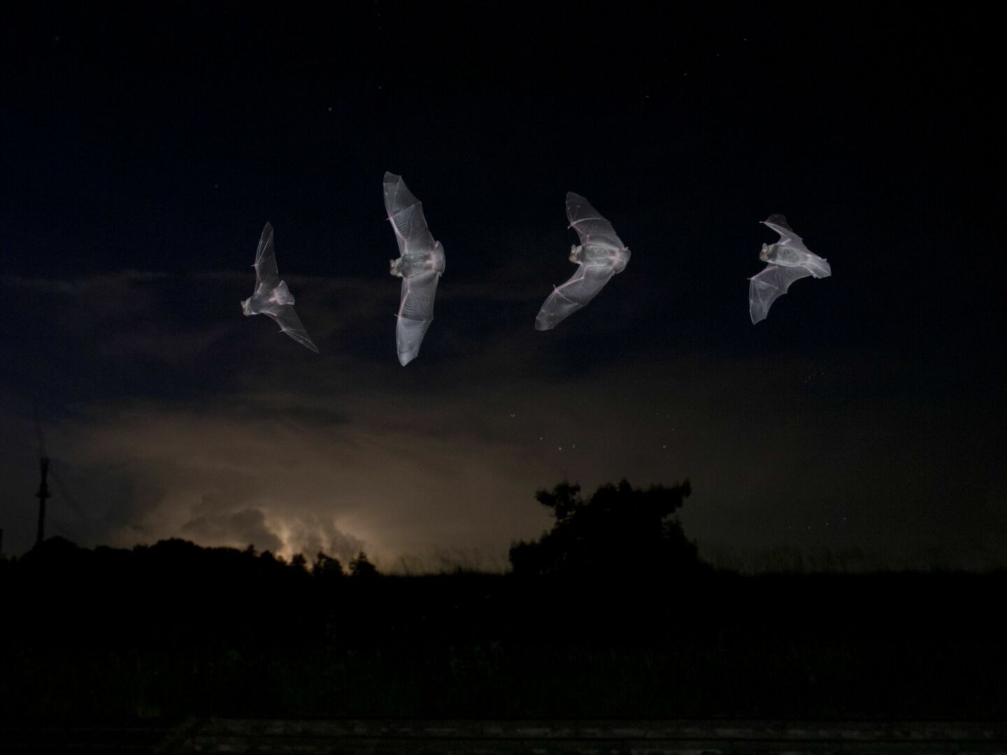 Bat flying across the sky at night.