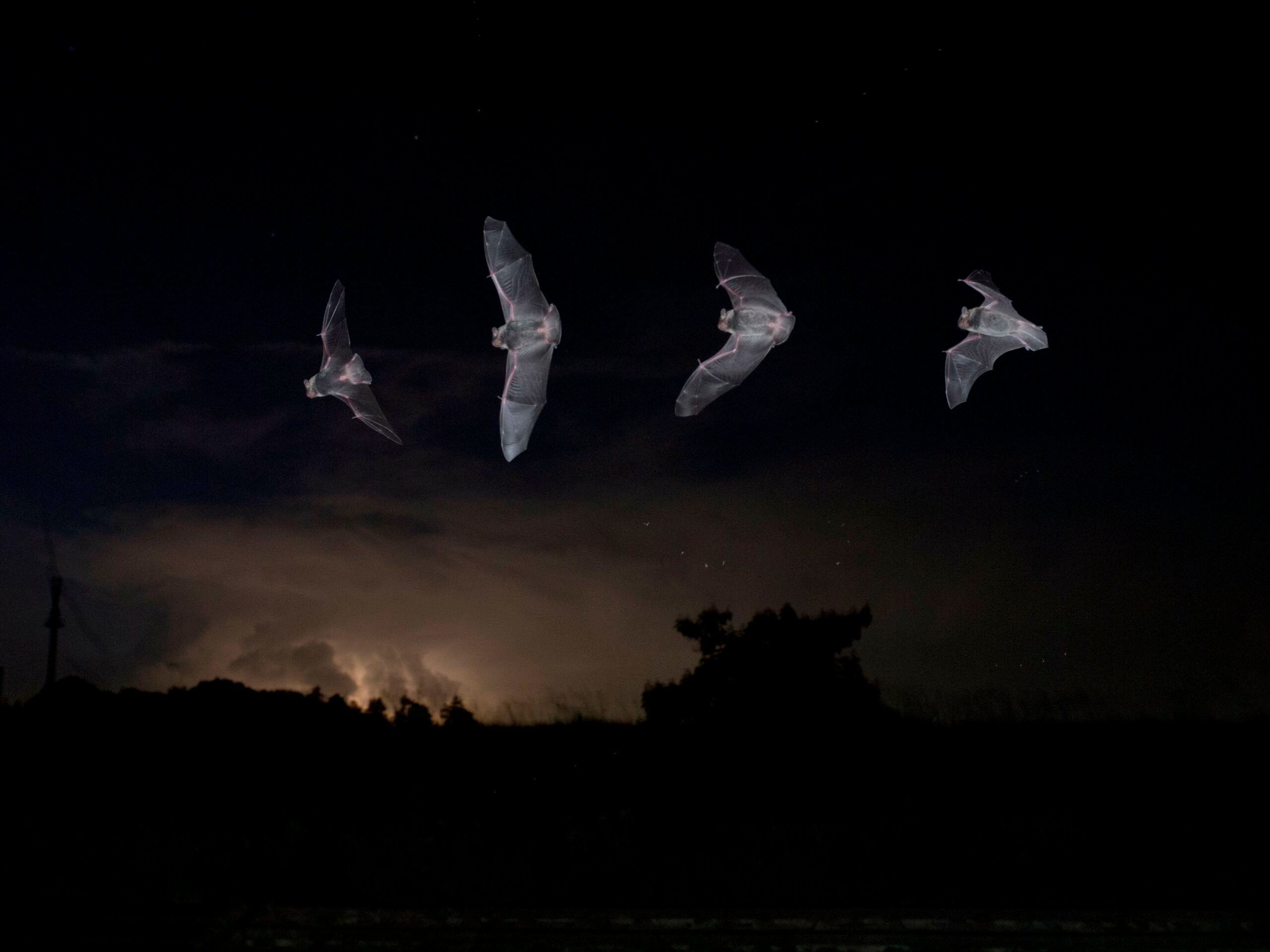 Bat flying across the sky at night.