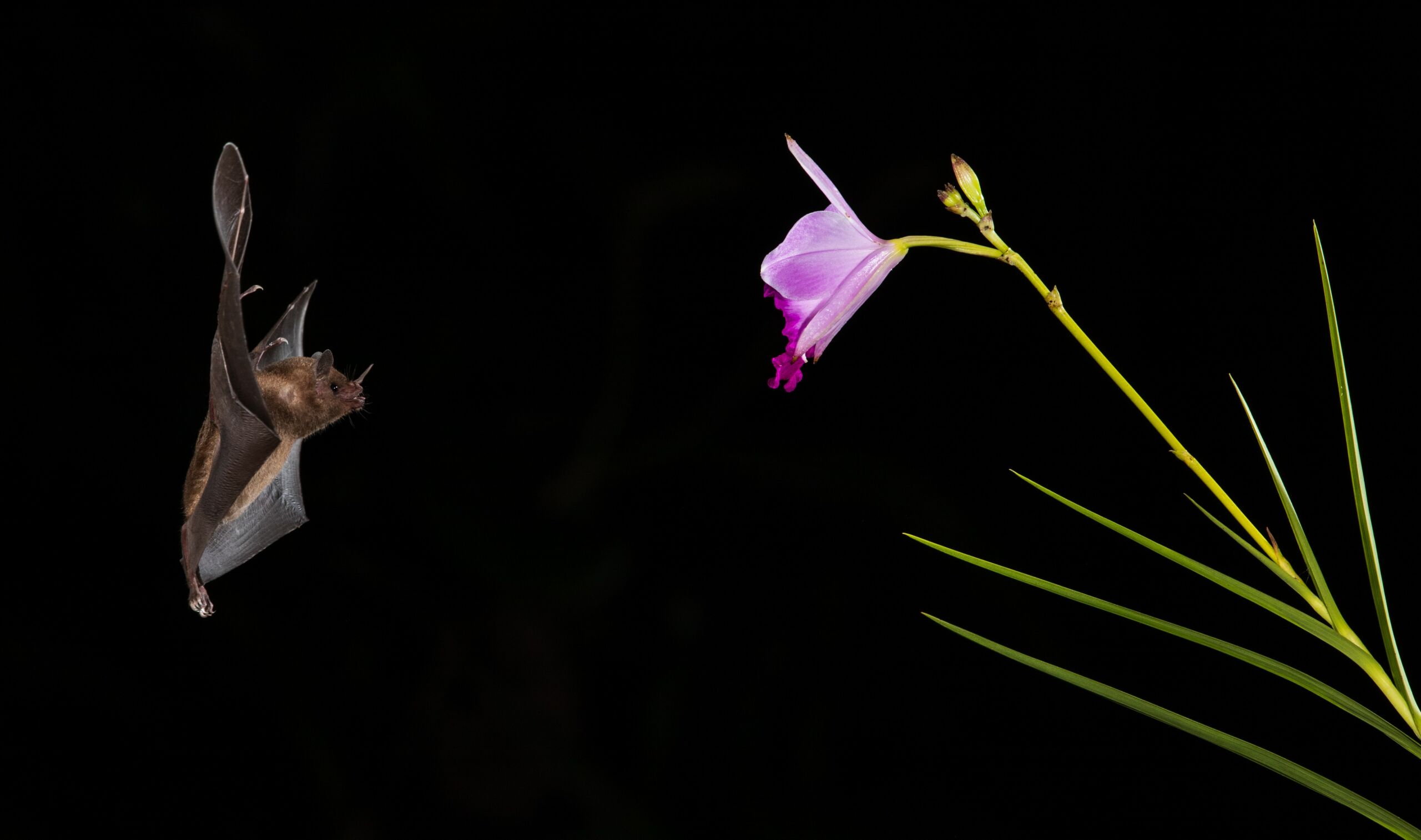 Working the Night Shift: Pollination After Dark
