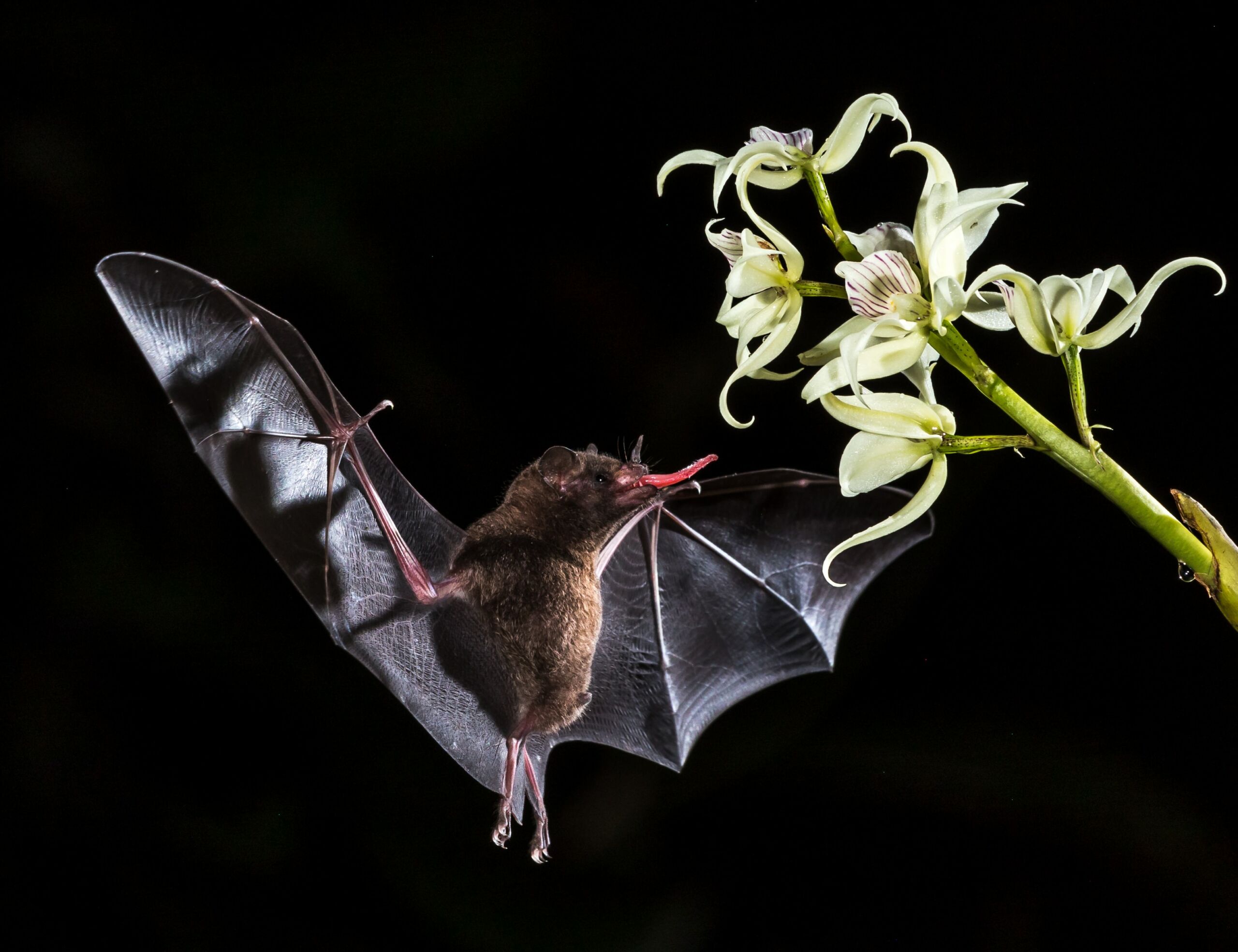 Working the Night Shift: Pollination After Dark