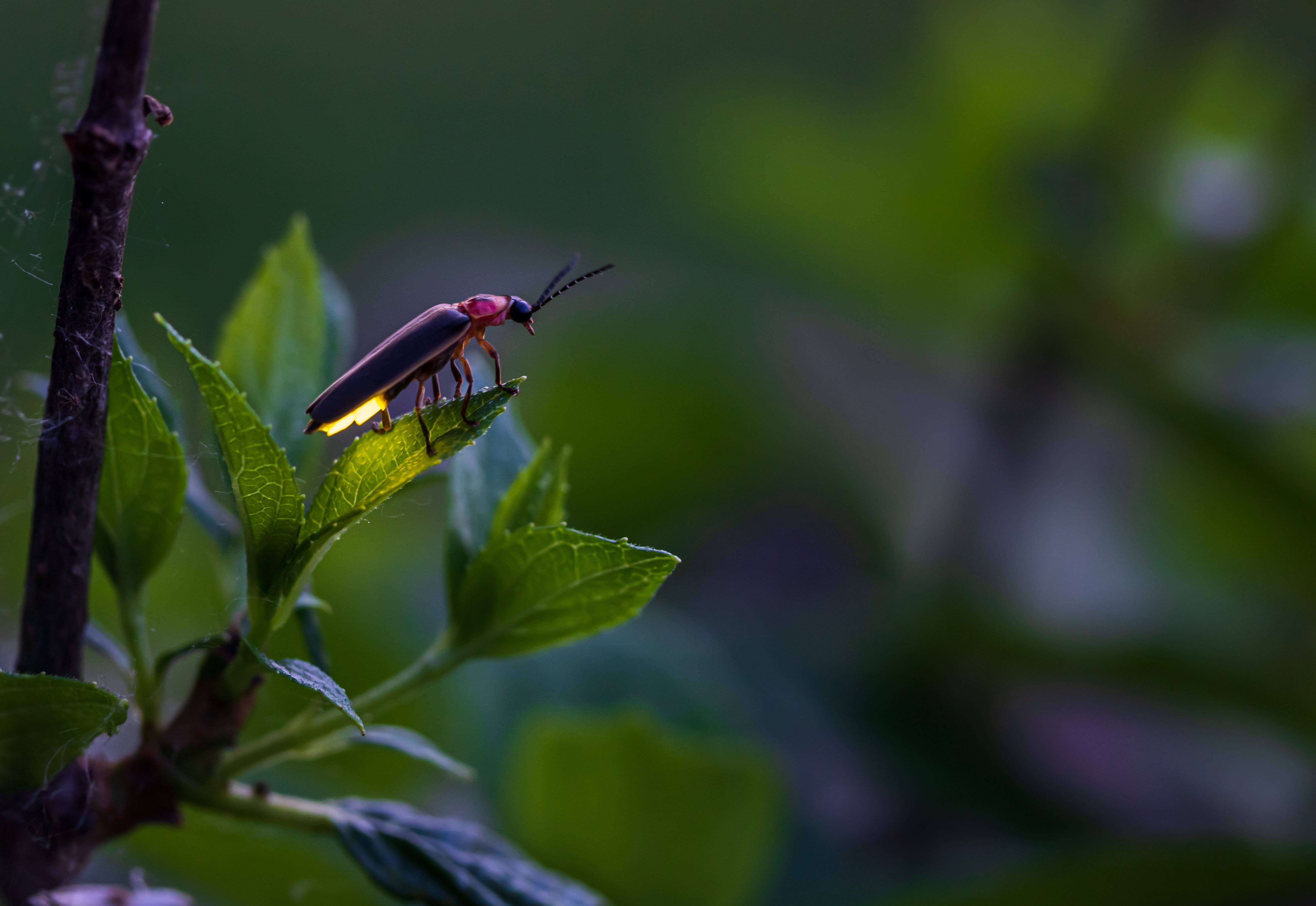 Three Surprising Creatures Affected by Light Pollution