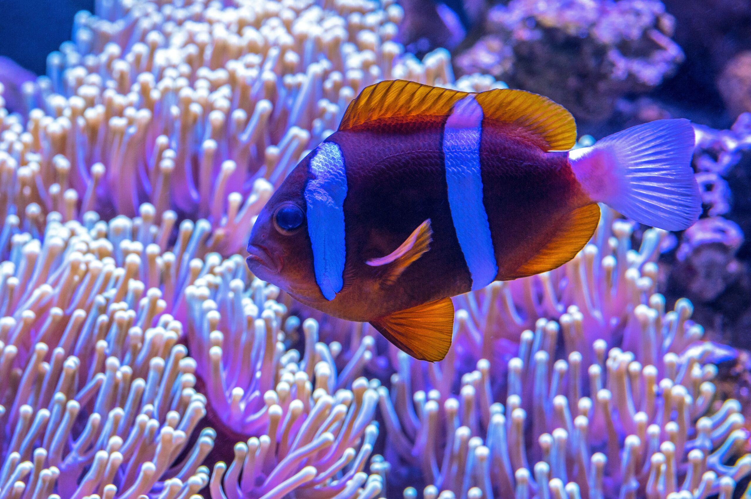 Artificial Light Impacting Coral Reef Species: A Case Study