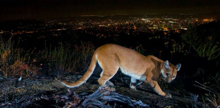 Light pollution harms wildlife and ecosystems | DarkSky International