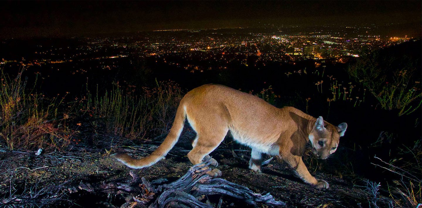 Light pollution harms wildlife and ecosystems