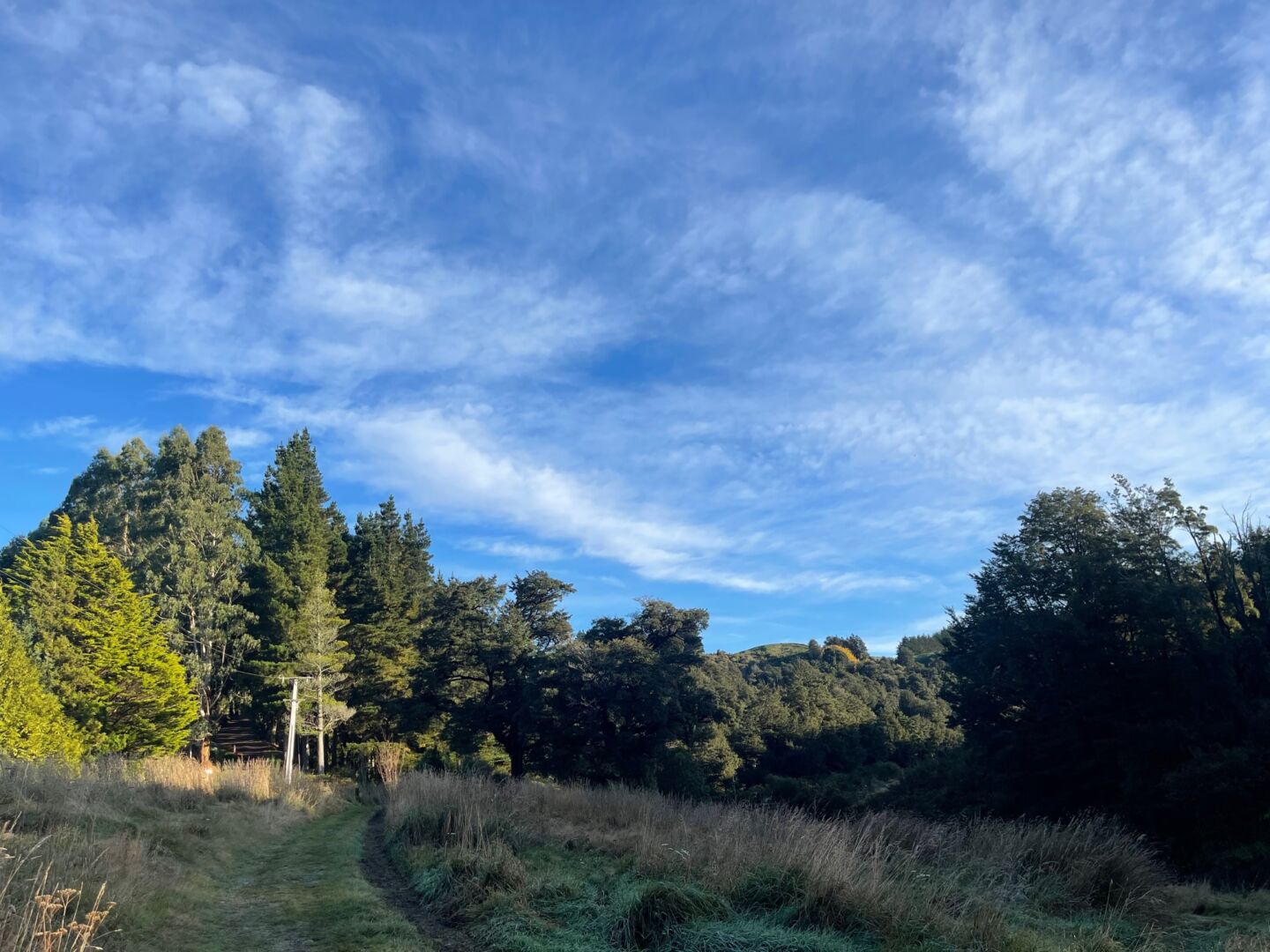 Forested trail in Oxford, New Zealand