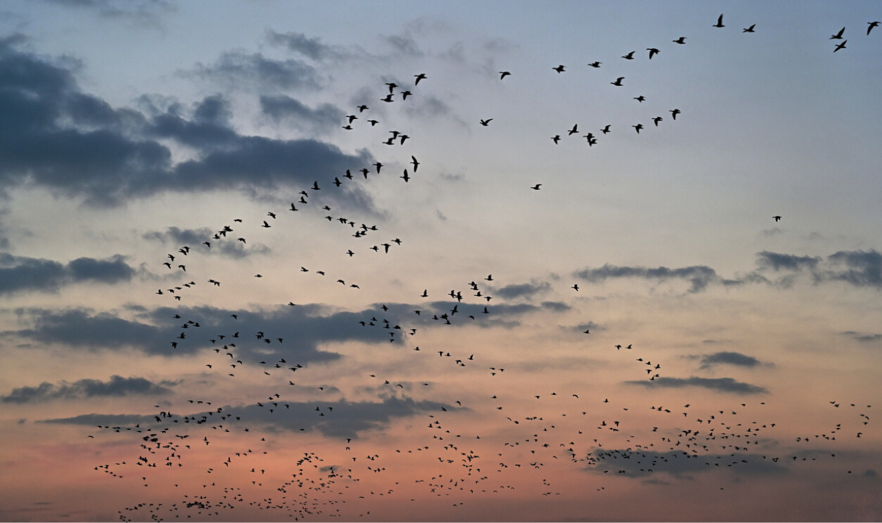 Birds flocking silhouetted in sunset.