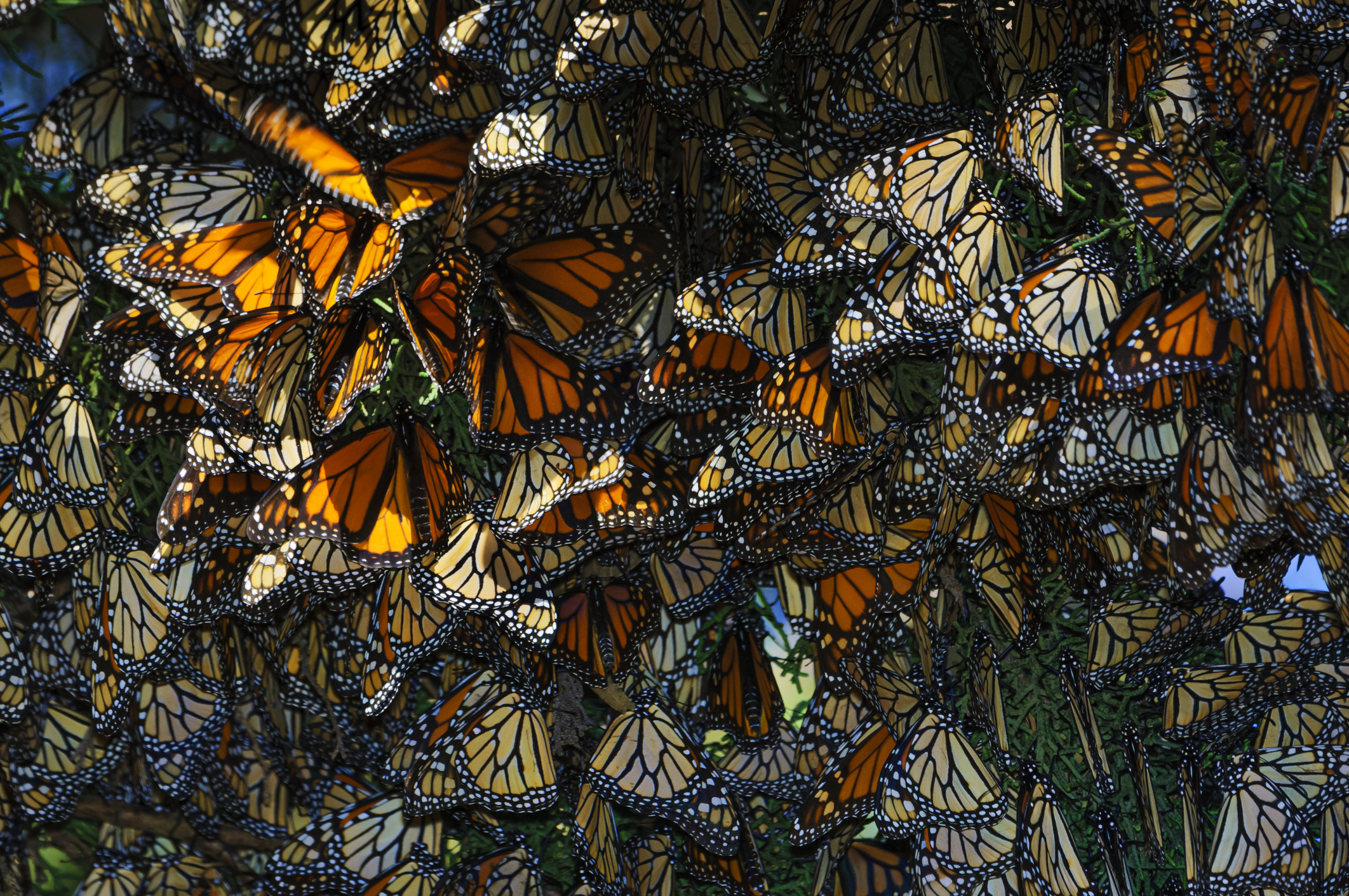 Monarch butterfly (Danaus plexippus) resting on a tree branch, in their winter nesting area. Taken in Santa Cruz, California, U.S.A.