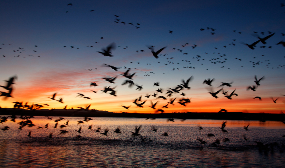Birds flying at sunset.