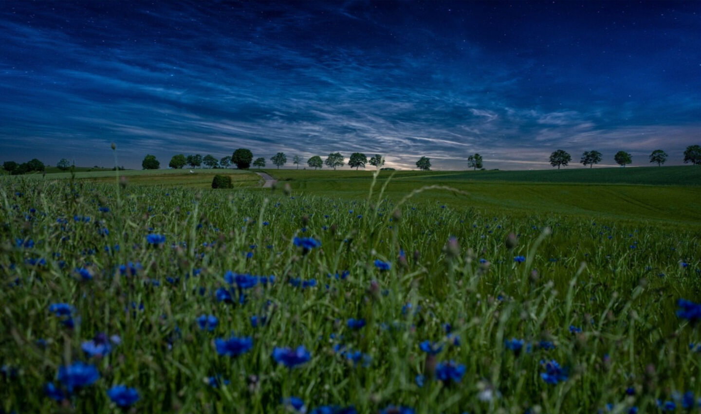Green field with blue flowers under a starry sky.