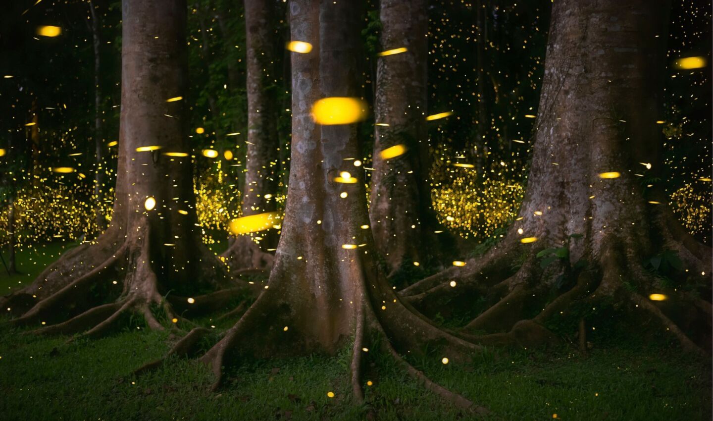 Fireflies glow and drift through a dark forest, their golden light flickering among tall tree trunks and exposed roots, creating a dense constellation of tiny lights near the forest floor.