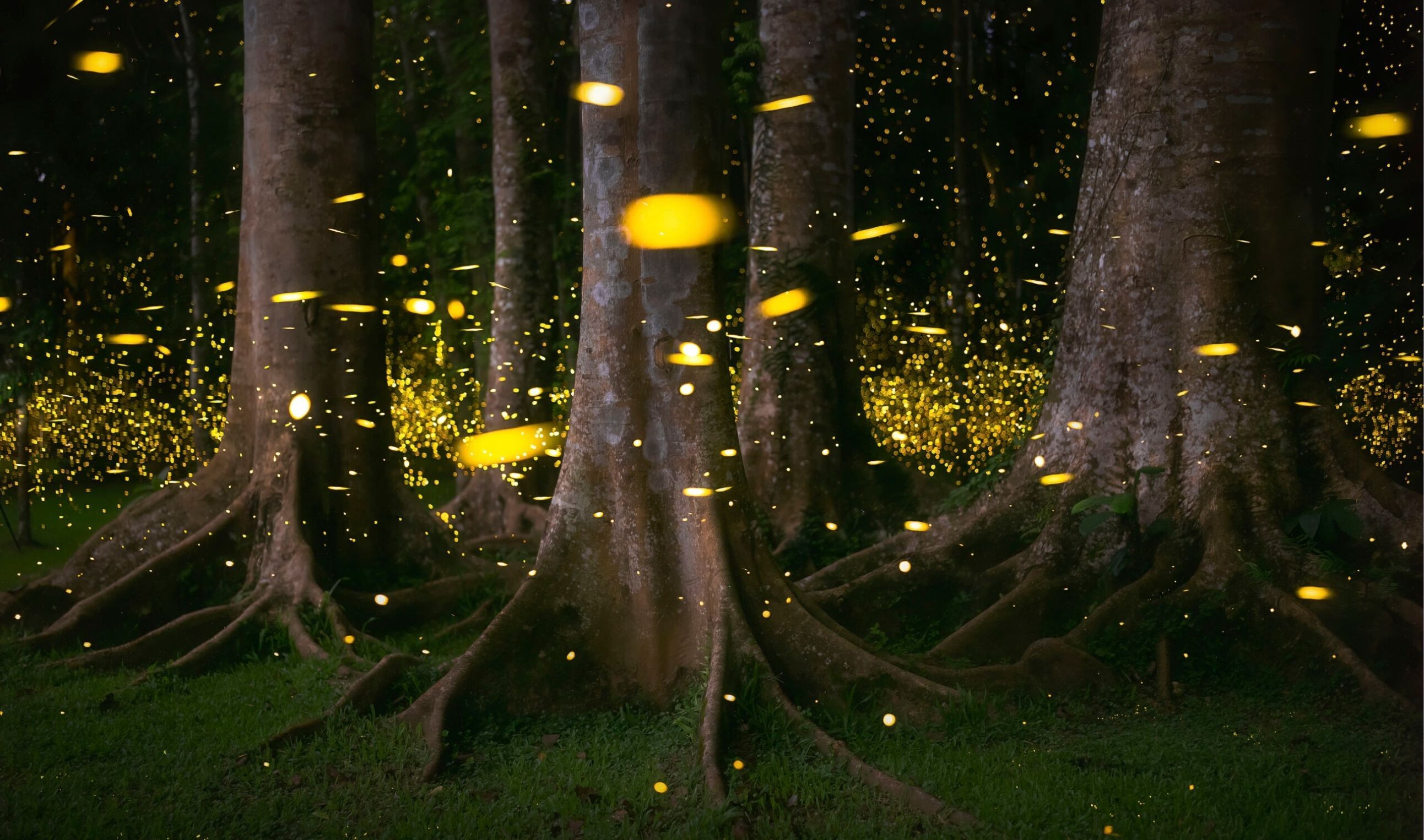 Fireflies glow and drift through a dark forest, their golden light flickering among tall tree trunks and exposed roots, creating a dense constellation of tiny lights near the forest floor.