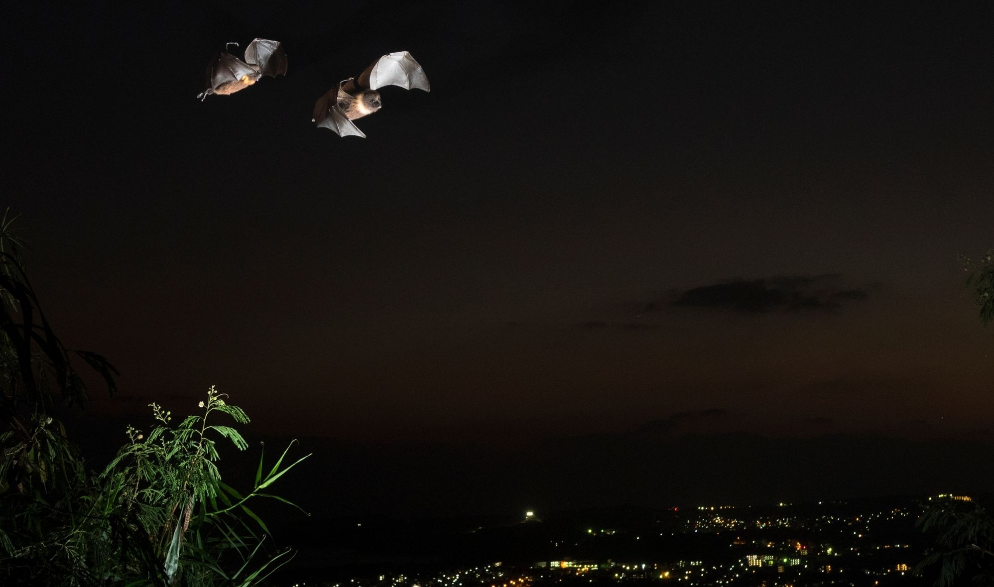 Two bats flying over a city at night.