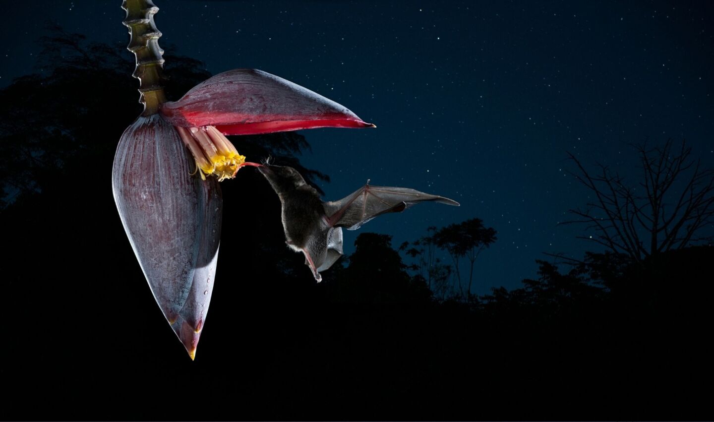 Bat drinking from flower at night with starry background.