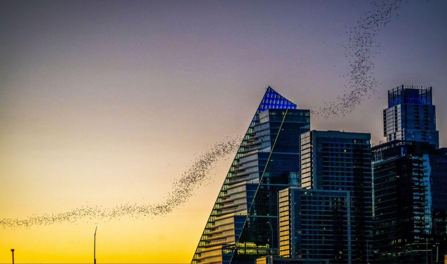 Bats migrating through a cityscape at sunset. 