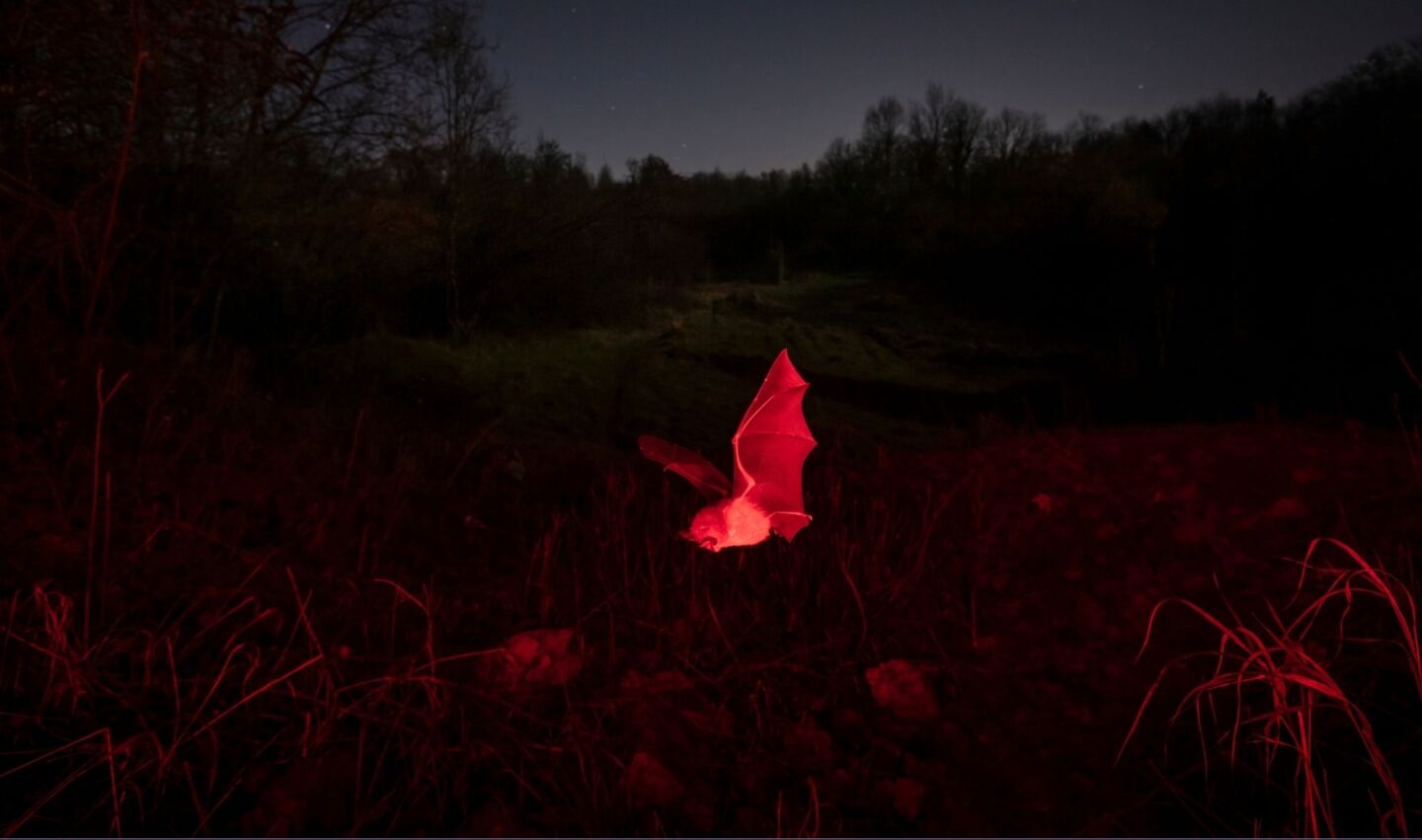 Bat flying at night illuminated by red light. 