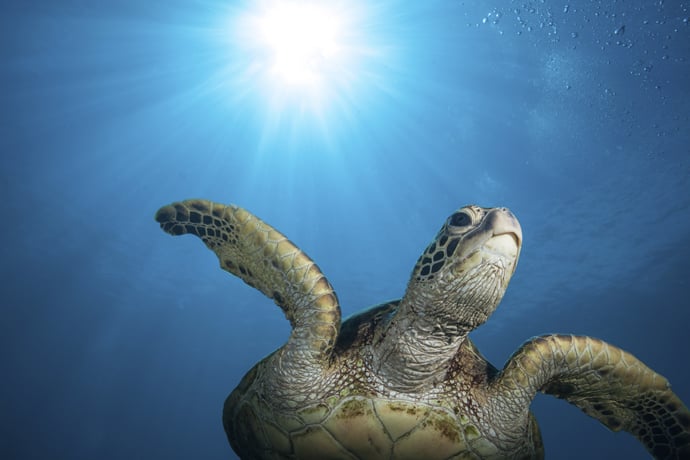 Sea Turtle Conservation - International Dark-Sky Association