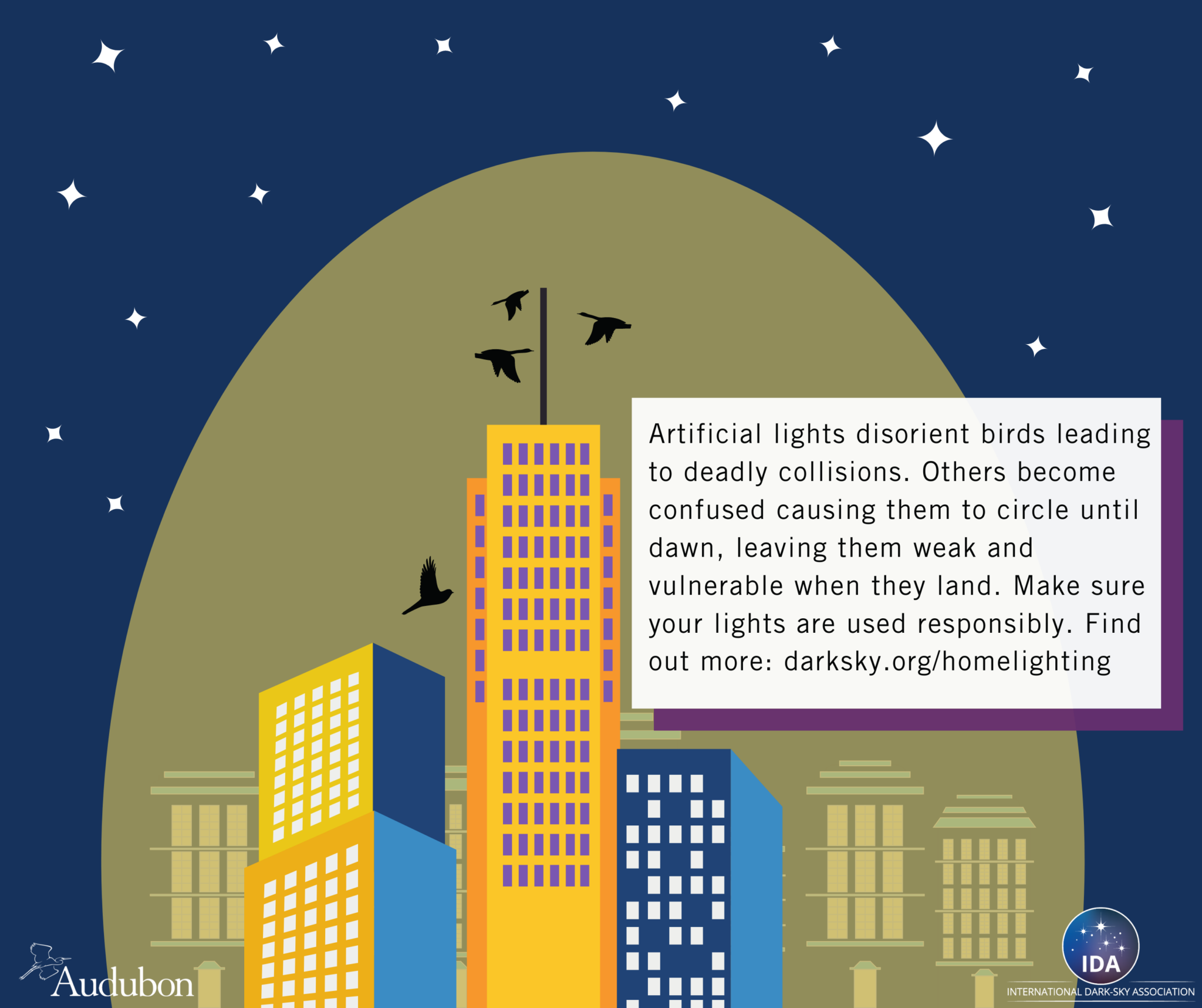 What You Should Know About Bird Migration and Light Pollution DarkSky
